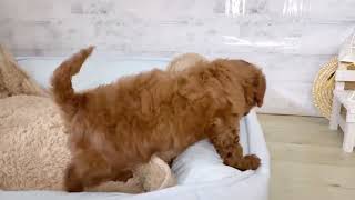 トイプードルの動画01