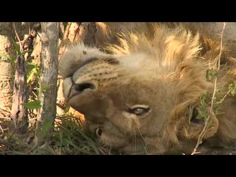 African Safari - Nkuhumas Lion and Junior