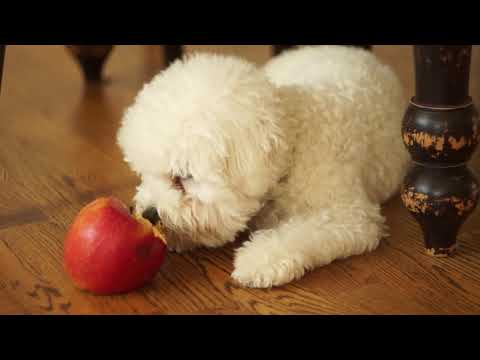 Vendita Bichon Frise