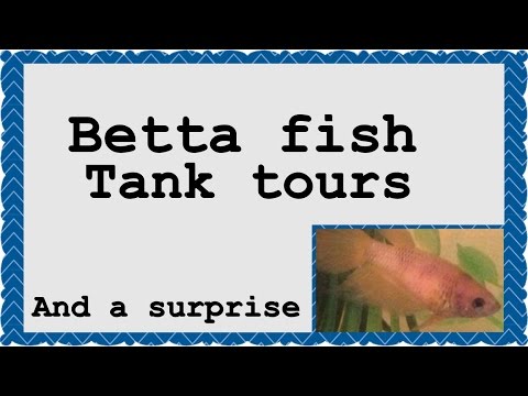 Updated Betta fish tank tours #3