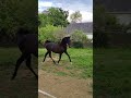 POTRO ÁRABE NEGRO , NIETO DE GR MADHIN