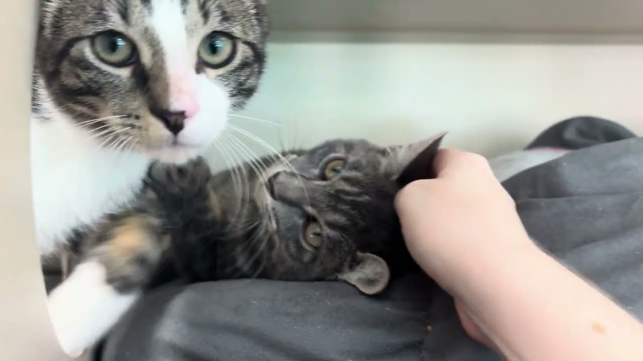 Enlarge Acadia & Yosemite, a Adoptable Domestic Short Hair in Eatontown, NJ video 4/6
