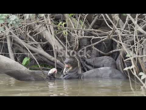 COXIM - MS e suas belezas e tradições