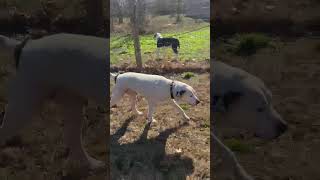 Video preview image #1 Mutt Puppy For Sale in White Bluff, TN, USA