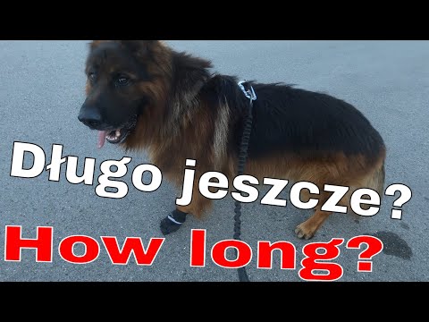 Jak długo Major będzie chodzić w bucie/How long the Major will walks in a shoe