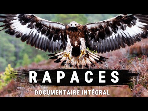 Rapaces : Cauchemars Des Cieux | Documentaire intégral