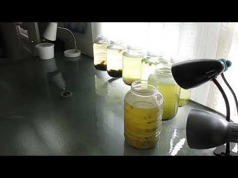 The Code to Culturing Green Water, Indoors 9-18-23