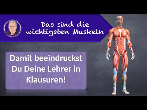 Die wichtigsten Muskeln und ihre Aufgaben