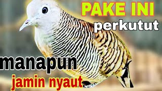 Download lagu Perkutut lokal gacor pikat pake ini perkutut manapun jamin nyaut gacor wajib di coba mp3