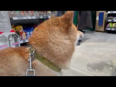 Shiba's morning routine