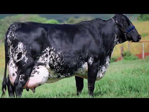 Cinco raças de vacas leiteiras
