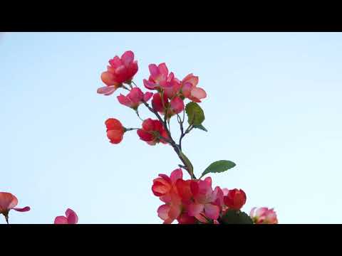 Matt Mems - Far Away (Official Visualizer)