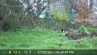 Download lagu Magpie with stone in Mind Pebble Retreat Garden mp3 Download lagu Magpie with stone in Mind Pebble Retreat Garden mp3