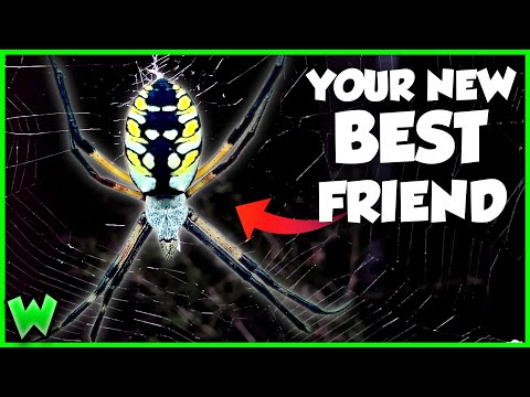 This Spider Will CURE Your Arachnophobia - The Garden Spider