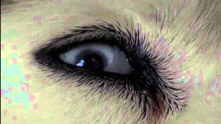 Tobias Preisig & Stefan Rusconi - Gilliane