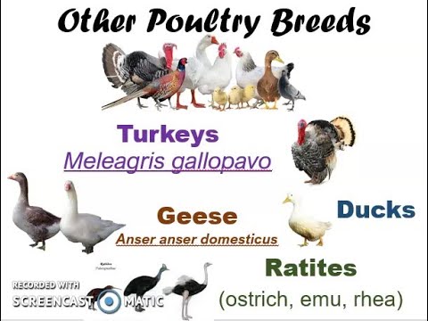 , title : 'Other Poultry Breeds'