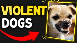 Our Thoughts On Aggressive Pets Visiting The Clinic | The Veterinary Roundtable - EP71