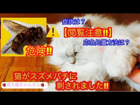 猫が蜂に刺された場合の症状と対処法