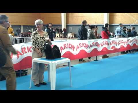 CH J ESP CH ESP VALYRIA SORGIÑA-MEIGA
