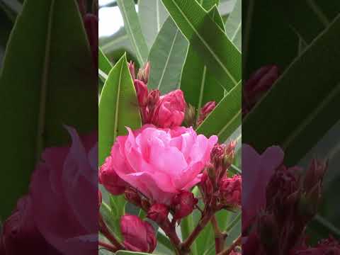 キョウチクトウを鉢に植える方法 条件 青々とした成長 水やり 肥料 剪定