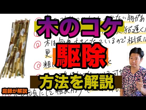てんとう虫を使ってコチニールを駆除する方法