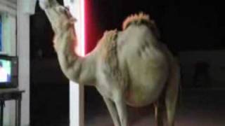 preview picture of video 'pepsi  drinking camel'