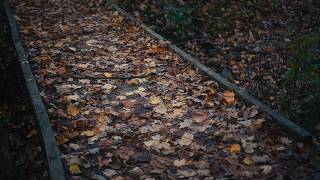 Texture of the Forest | Nikon Z6III