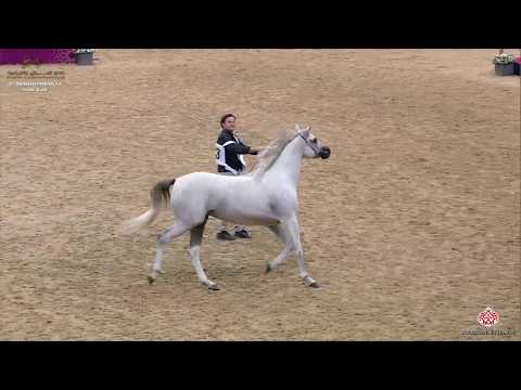 N 73 MAI AL RAYYAN   10th Qatar International Arabian Peninsula Horse Show 2020   3 Years Old Fillie