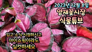 포근한 날씨에 겨울에 어떤 식물들이 입고되었는지 시청 하시고 힐링타임 갖으세요~~~  #양재꽃시장 #식물튜브…