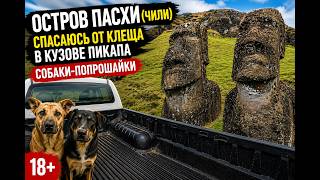 Остров Пасхи (Чили). Спасаюсь от клеща в кузове пикапа. Собаки-попрошайки. 18+