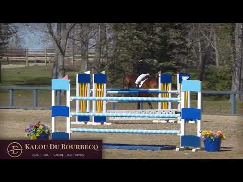 Kalou Du Bourbecq over fences