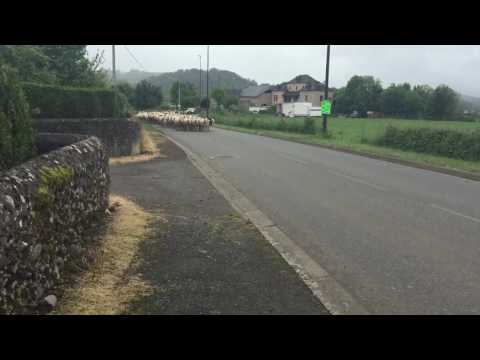 Cycling shepherds