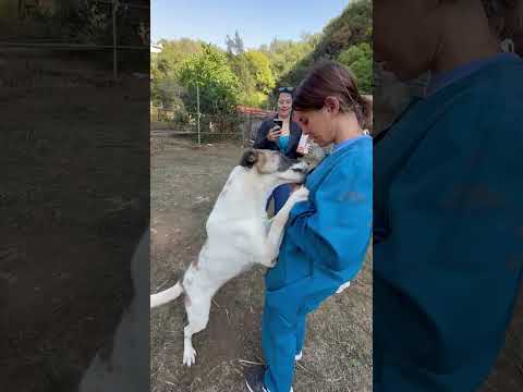 Ranya responding to commands