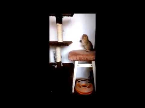 Голди и Габби 2