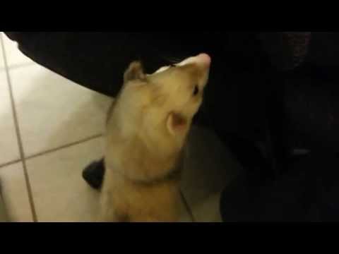 Ferret is a pickpocket.