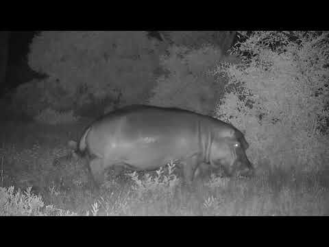 Djuma: Hippo goes towards the area the two Hyenas went - 22:45 - 01/11/2020
