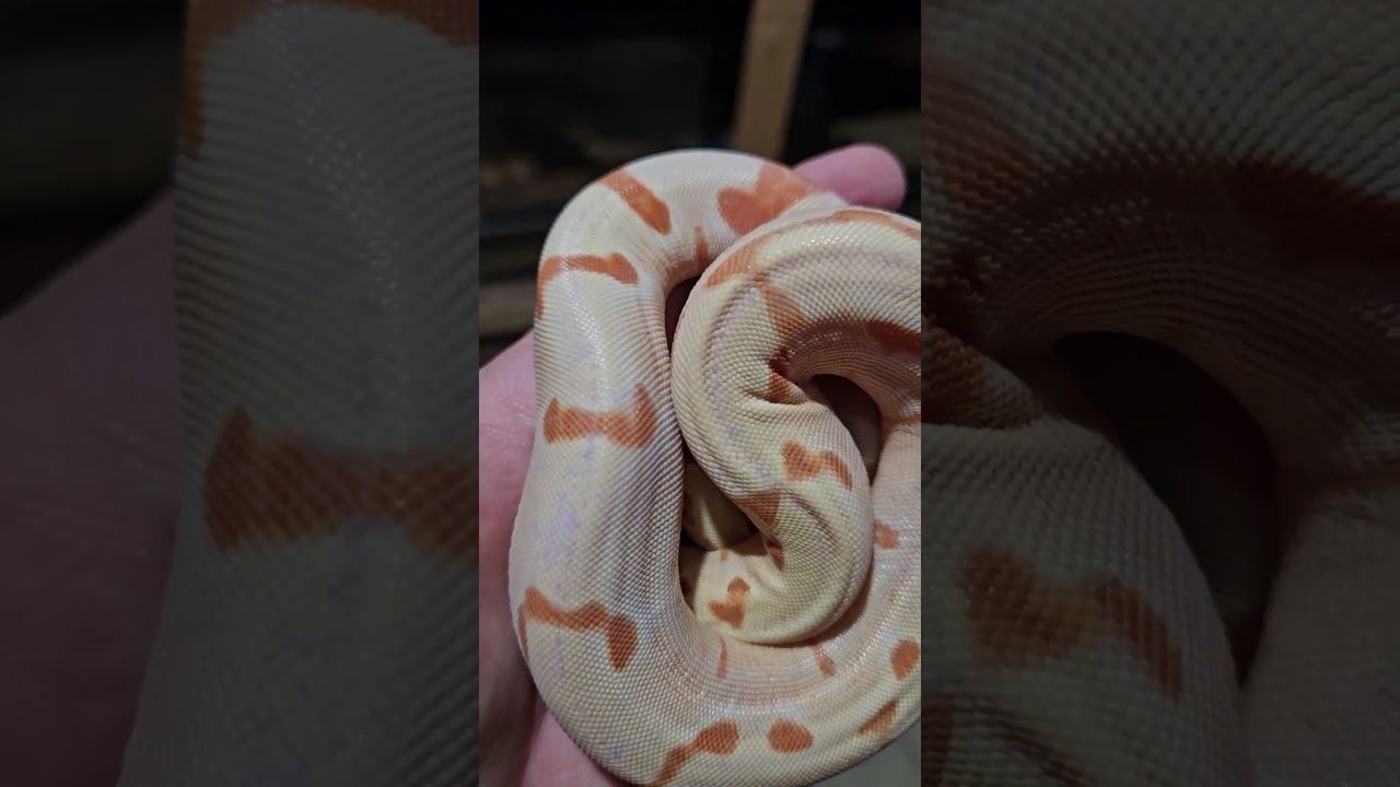 Little guy is doing his best ball python impression.