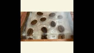 Caféa – chuť a teplo