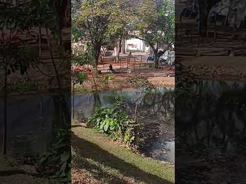 Um espetáculo da natureza no centro de #Luziânia #IpêFlorido #Nature #Center #Goiás #moon #Brazil