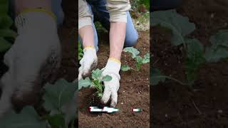 Do you know the 3 most important NGOs in the World?