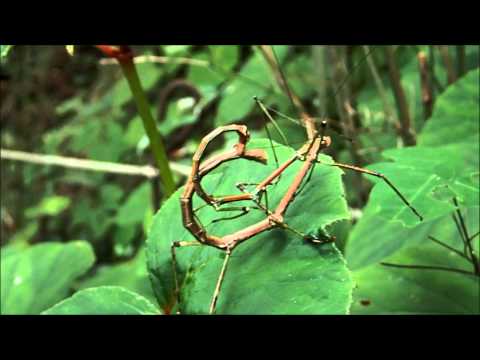 ナナフシ交尾   Walking Stick insects mating