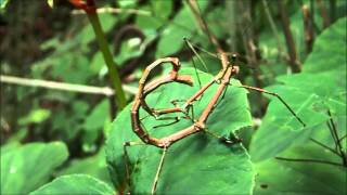 ナナフシ交尾   Walking Stick insects mating