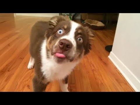 Le border collie est le seul et unique choix idéal pour la famille