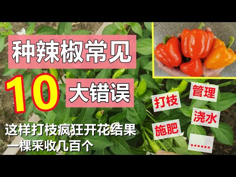 , title : '辣椒种植常见的10大错误, 这样打枝一棵采收几百个 10 common mistakes for pepper plants'
