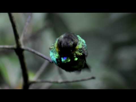 VÃƒÂ­deo: Garganta de fuego