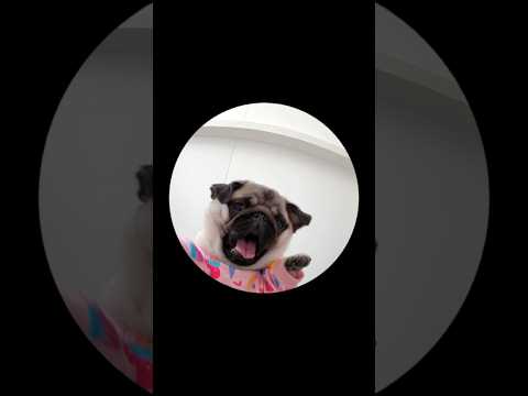 Baby Mosy tried the PEDRO PEDRO PEDRO trend! 😂 #pug #puppy #dog #trend