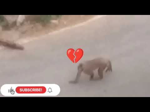 Dog and monkey love @bhaumikshahfm