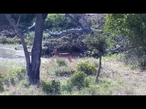 Djuma: Lone Impala ram - 08:08 - 03/23/2022