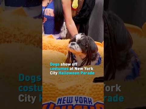 Dogs show off costumes at New York City Halloween parade