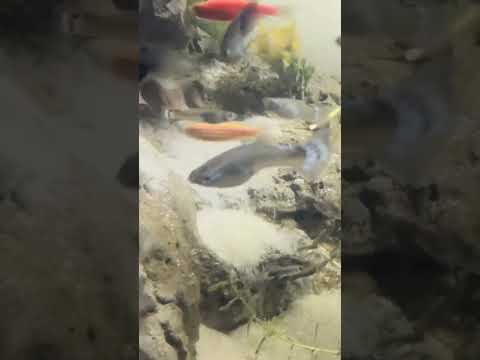 Sandfall .#shorts #fish #sandfall #Inwater